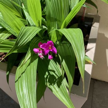 Koolau Farmers - spathoglottis orchid - Nurseries & Gardening Near Me - Honolulu, Hawaii