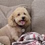 Photo of Trinity Pet Sitters