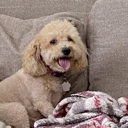 Trinity Pet Sitters - Sweet Luna