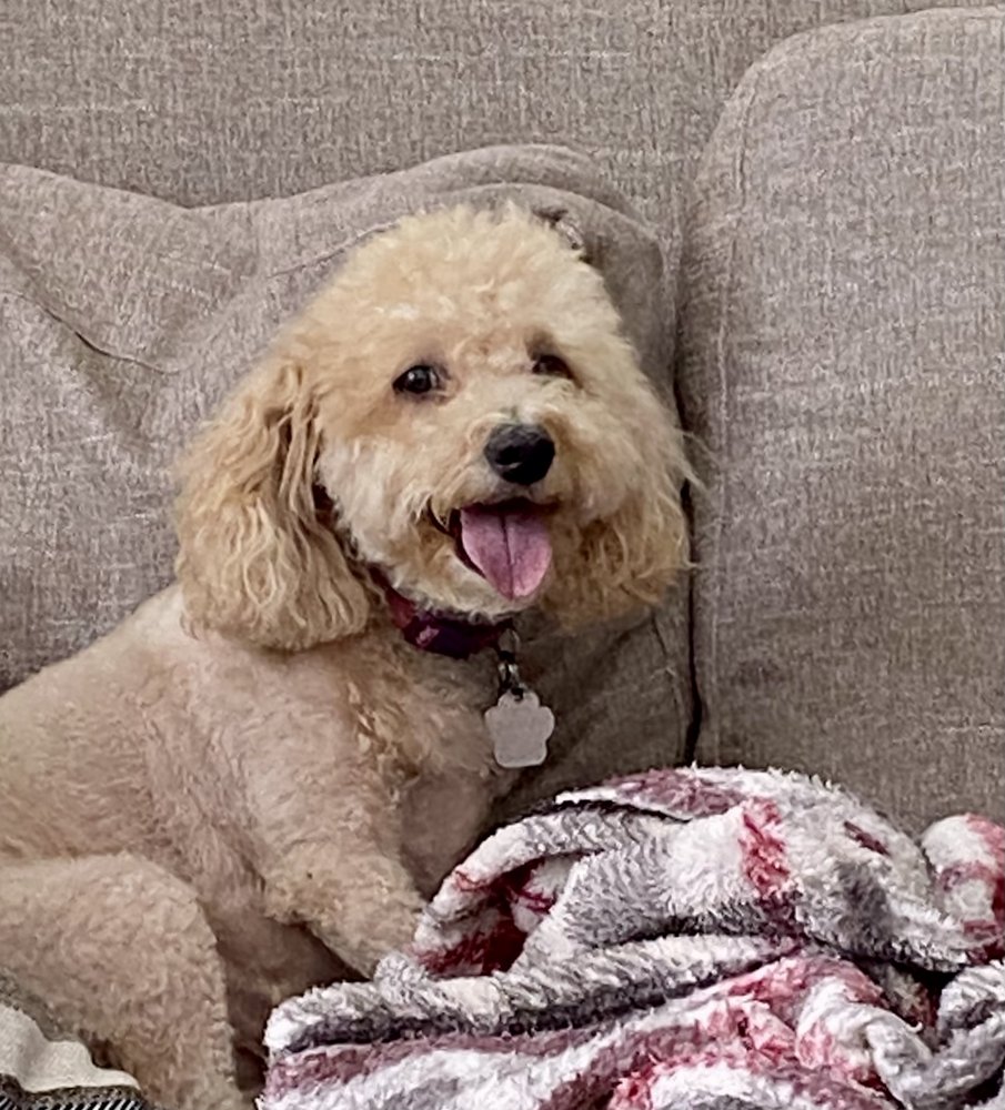 Trinity Pet Sitters Image