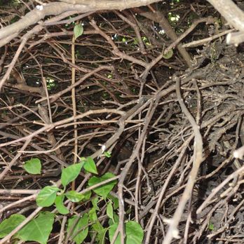 Bee Removal - Few branches removed, it had been wax. - Pest Control Near Me