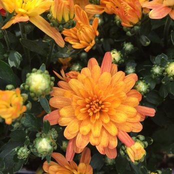 Sloat Garden Center - Tangerine colored mini mums! - Nurseries & Gardening Near Me - San Francisco, California Sloat Garden Center - Tangerine colored mini mums! - Nurseries & Gardening Near Me - San Francisco, California