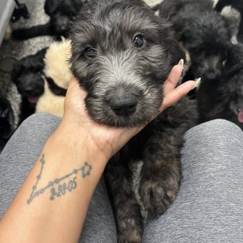 DoodlePuppiesTX - Pet Breeders Near Me DoodlePuppiesTX - Pet Breeders Near Me