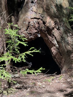 Montgomery Woods State Natural Reserve by null