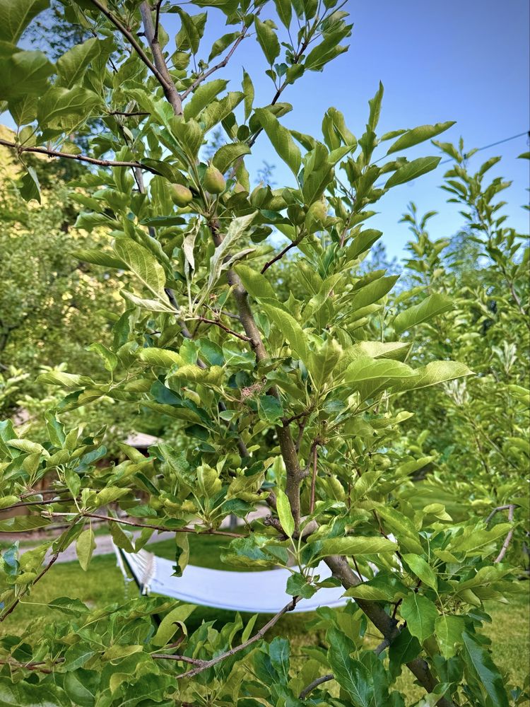 Orchard Canyon on Oak Creek