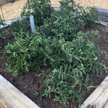 Wonderland Pizzeria - Tomatoes..... - Pizza Near Me - Monte Rio, California