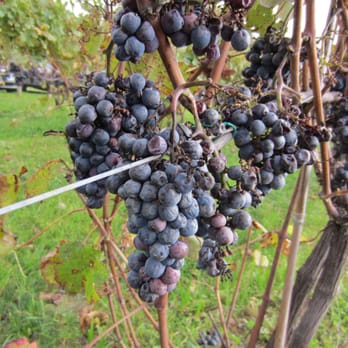 Millbrook Vineyards - Wine Tasting Room Near Me - Millbrook, New York