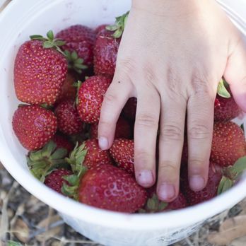 Granny Mays Strawberry Farm - nothing like fresh picked strawberries. - Pick Your Own Farms Near Me - Granite Bay, California Granny Mays Strawberry Farm - nothing like fresh picked strawberries. - Pick Your Own Farms Near Me - Granite Bay, California