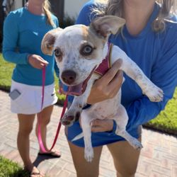 Humane Society of Manatee County