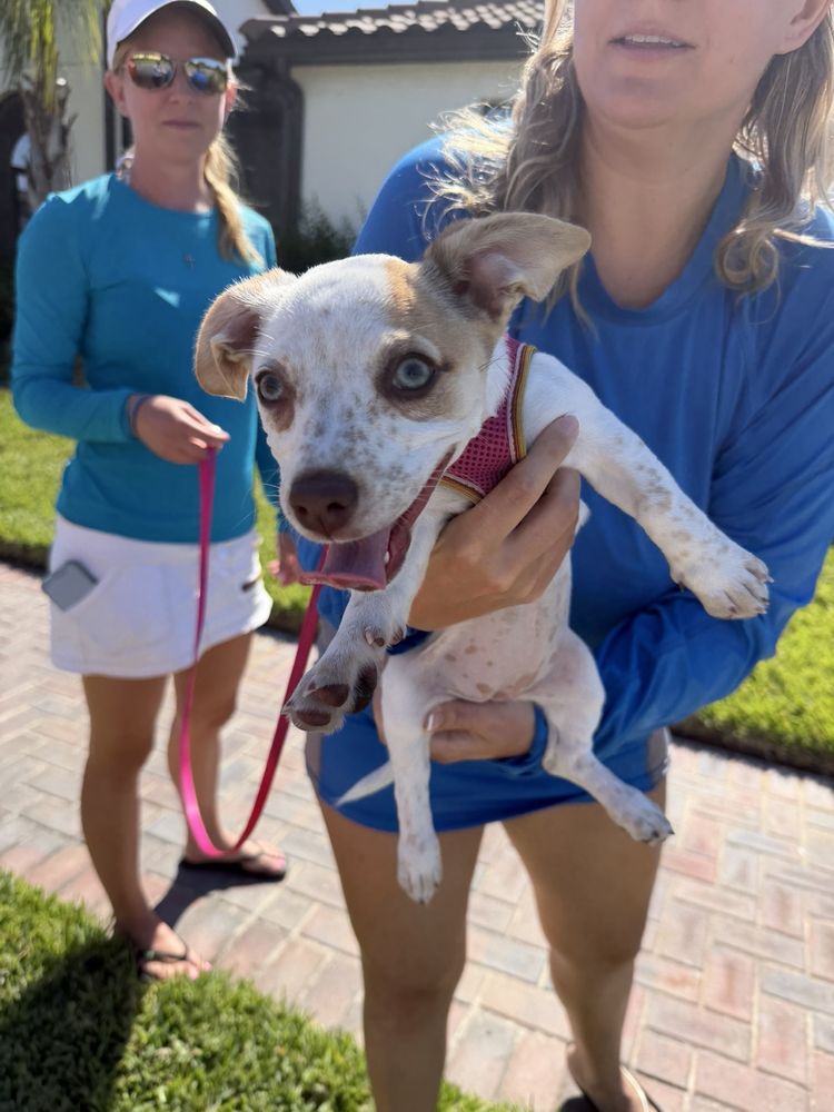 Humane Society of Manatee County Image