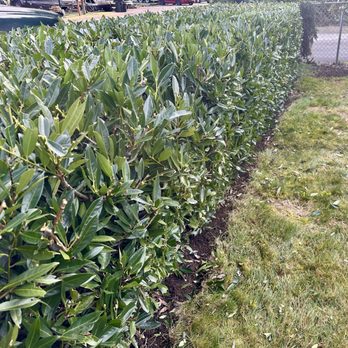MTS Tree & Landscape - Our front hedge is perfect and square now! - Landscaping Near Me - Issaquah, Washington MTS Tree & Landscape - Our front hedge is perfect and square now! - Landscaping Near Me - Issaquah, Washington