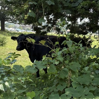 Blackbird Farm - At the farm. We drive by to go to the farm stand down the road. - Farmers Market Near Me - Smithfield, Rhode Island Blackbird Farm - At the farm. We drive by to go to the farm stand down the road. - Farmers Market Near Me - Smithfield, Rhode Island