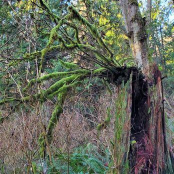 Big Gulch Trail - New growth from tree stumps - Hiking Near Me