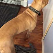 animal shelter on linden boulevard in brooklyn