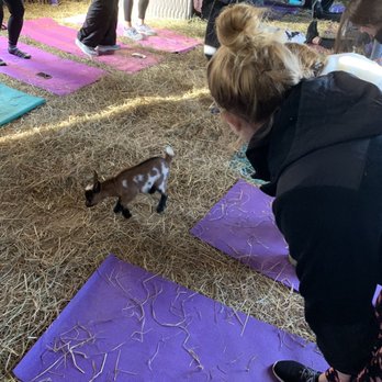 Horse and Goat Yoga - Yoga Near Me - Maple Glen, Pennsylvania Horse and Goat Yoga - Yoga Near Me - Maple Glen, Pennsylvania