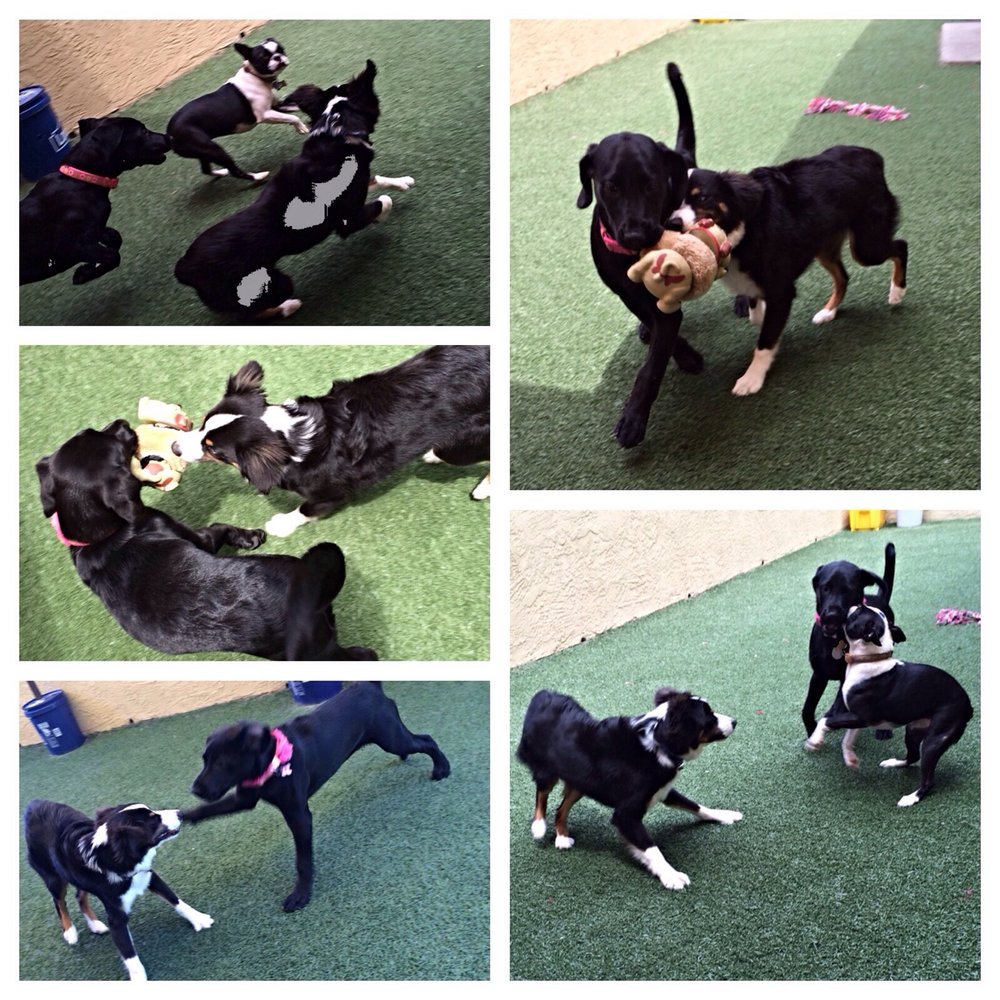 Furry Friends Resort - My pup is a wee bit bigger than them, but friendly and playful - Pet Sitting Near Me - Santee, California