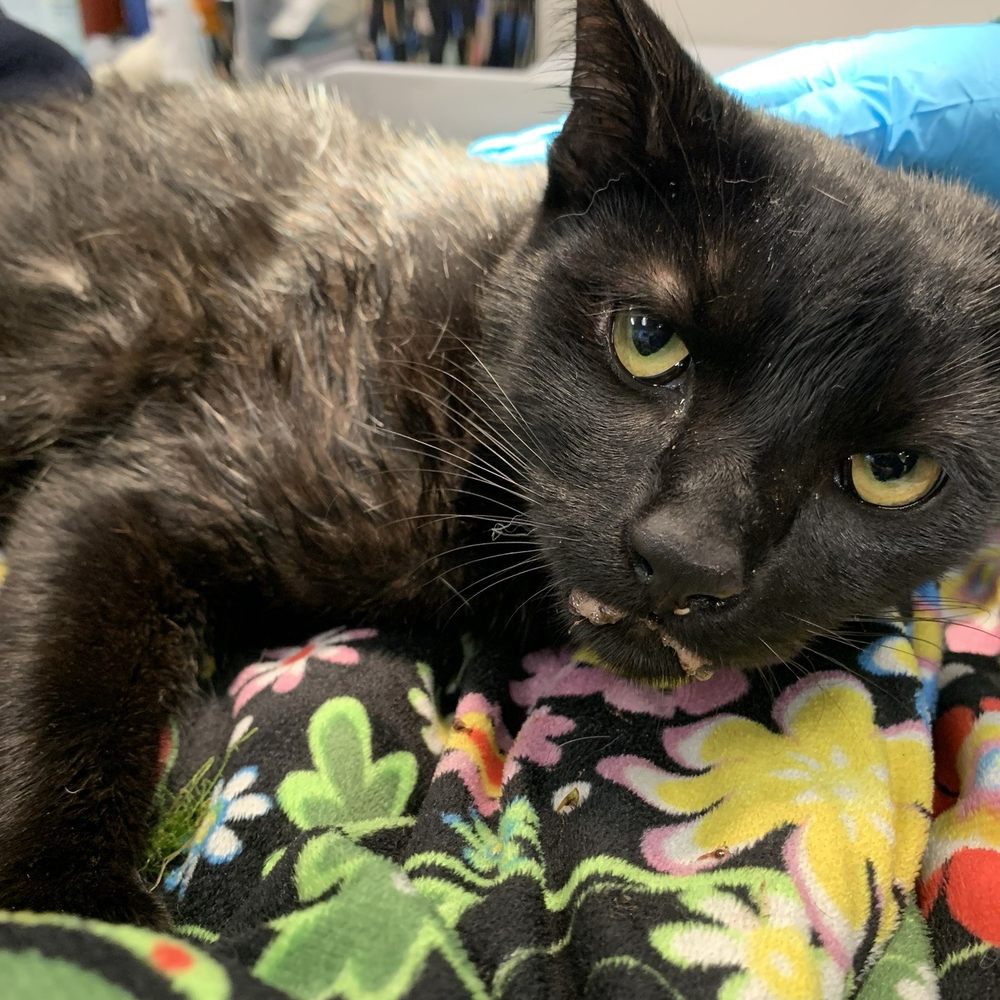 Columbia River Veterinary Specialists - Dexter in the hands of vet. - Veterinarians Near Me - Vancouver, Washington