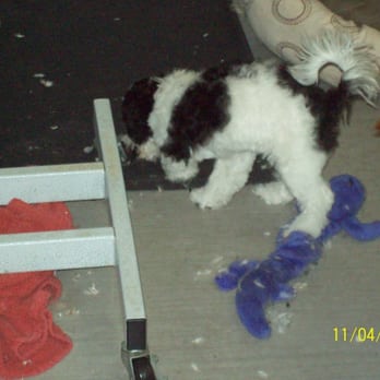 Pooch Parlor - Mabel's first groom-4 months old perfect age to start learning about grooming - Pet Groomers Near Me - Spokane, Washington