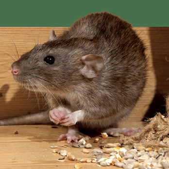Rambo Total Pest Control - University Place pest control - Pest Control Near Me Rambo Total Pest Control - University Place pest control - Pest Control Near Me