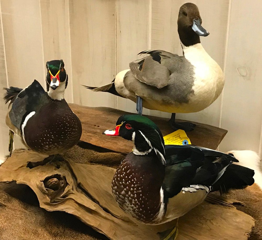 Harry Vermaelen Taxidermy - taxidermy in Pineville, LA