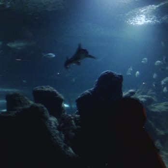 Acuario de Almuñecar - Aquariums Near Me - Almuñecar, GR Acuario de Almuñecar - Aquariums Near Me - Almuñecar, GR