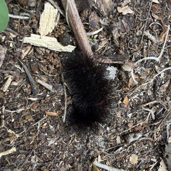 Lake Beresford Park - Giant Leopard Moth caterpillar - Hiking Near Me - DeLand, Florida Lake Beresford Park - Giant Leopard Moth caterpillar - Hiking Near Me - DeLand, Florida