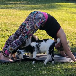 Misfit Asana Yoga - Baby Goat Yoga