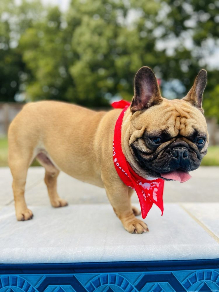 BrownDog Lodge - Germantown - pet boarding facility in Cordova, TN