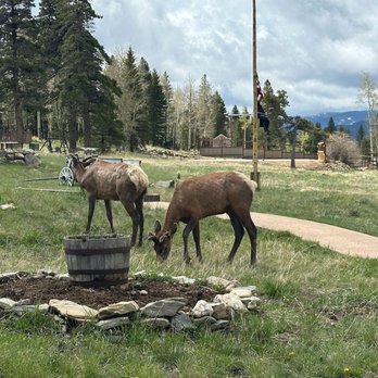 Wind River Ranch - Elk - Estes Park, Colorado