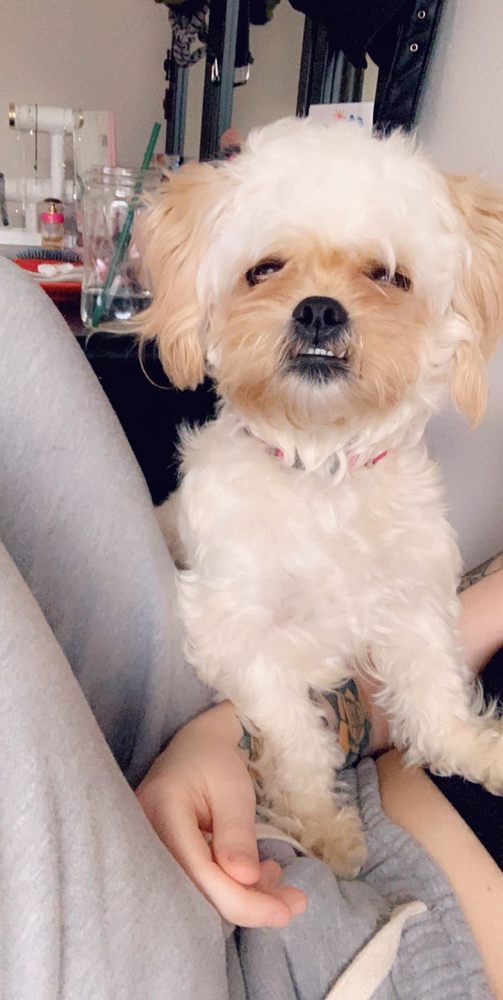 GREAT PAWS PET SPA 20 Photos & 12 Reviews Pet Groomers 4011