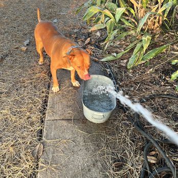 Fur Babies Bed And Biscuit - Pet Boarding Near Me - West Columbia, Texas