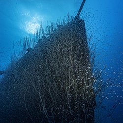 Dan's Dive Shop - Beautiful shipwreck USS Lamson in Bikini Atoll, Micronesia