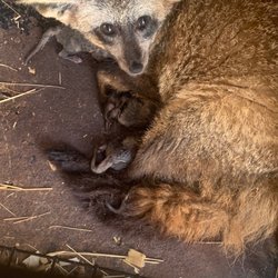 Mini S Exotic Zoo - Animals give birth on rusty trays in puppy mill conditions