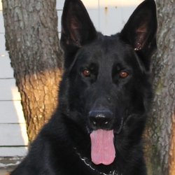 Pendragon Acres U.S. K-9, inc. - Gunner sire