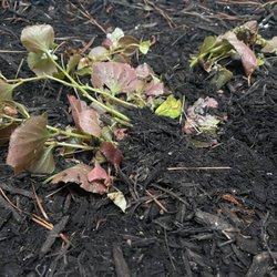 Top Gun Painting & Power Washing - More flowers ruined