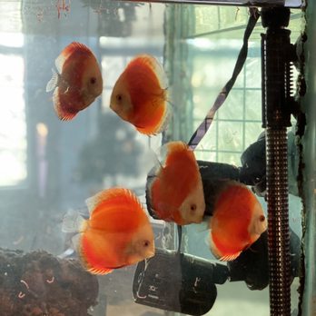 Shillington Aquariums - Pet Stores Near Me - Calimesa, California Shillington Aquariums - Pet Stores Near Me - Calimesa, California