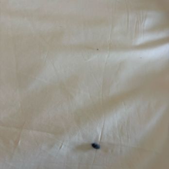 The Stamford Hotel - Some of the lint that was on the bed sheets - Hotels Near Me - Stamford, Connecticut The Stamford Hotel - Some of the lint that was on the bed sheets - Hotels Near Me - Stamford, Connecticut