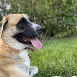 Trisha’s Dog Walking - Anatolian Shepard *Harley*