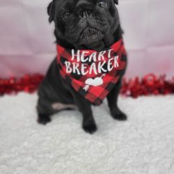 Pets After Dark