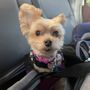 Photo of Star Barks Dog Grooming Salon