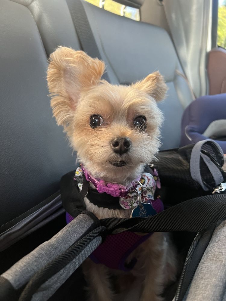 STAR BARKS DOG GROOMING SALON Updated September 2024 13529 Skinner