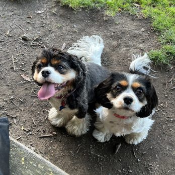 Bark Busters Santa Clara County West - Chloe and Millie - Pet Training Near Me Bark Busters Santa Clara County West - Chloe and Millie - Pet Training Near Me