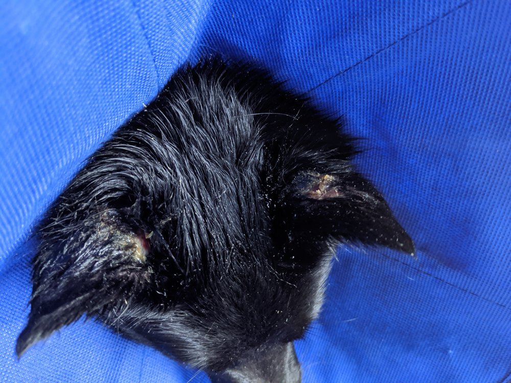 CROWN HEIGHTS ANIMAL HOSPITAL Updated August 2024 27 Photos & 140