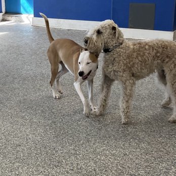 Dawg On It - Maya and Rooney - Dog Walkers Near Me - Fairfield, Connecticut