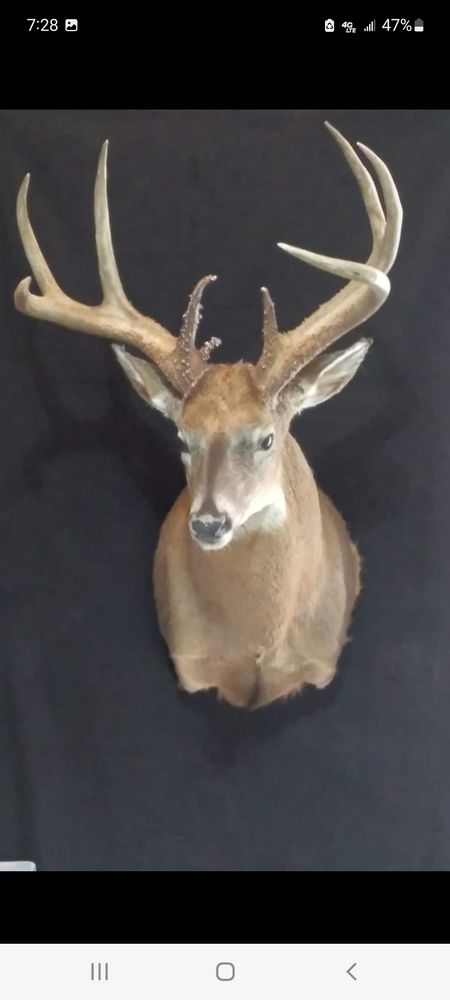 Wilson's Action Taxidermy - taxidermy in Ottawa, KS