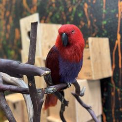 Canela Pet Shop