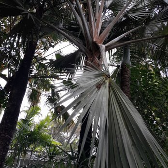All About Trees Tree Service - Poorly trimmed - Tree Services Near Me - Fort Lauderdale, Florida All About Trees Tree Service - Poorly trimmed - Tree Services Near Me - Fort Lauderdale, Florida