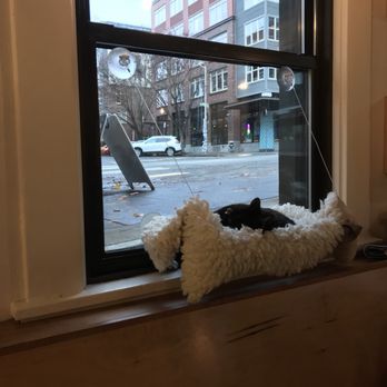 NEKO: A Cat Cafe - Many of them like to hang out by the windows and people-watch :o) - Themed Cafes Near Me - Seattle, Washington NEKO: A Cat Cafe - Many of them like to hang out by the windows and people-watch :o) - Themed Cafes Near Me - Seattle, Washington