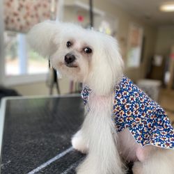Barking Lot Boutique