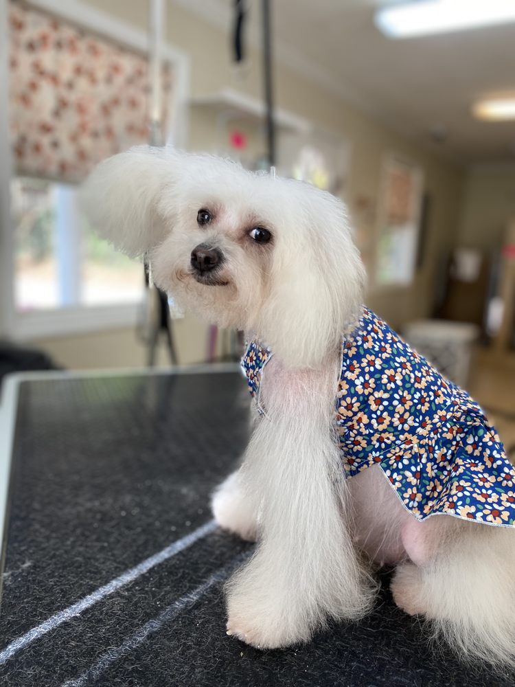 Barking Lot Boutique - pet boarding facility in Evans, GA